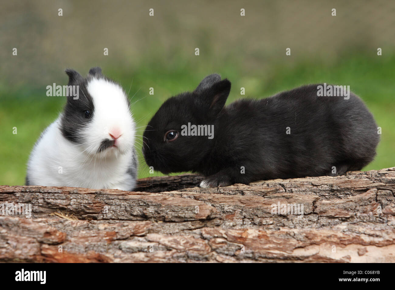 Tree stump rabbit hi-res stock photography and images - Alamy
