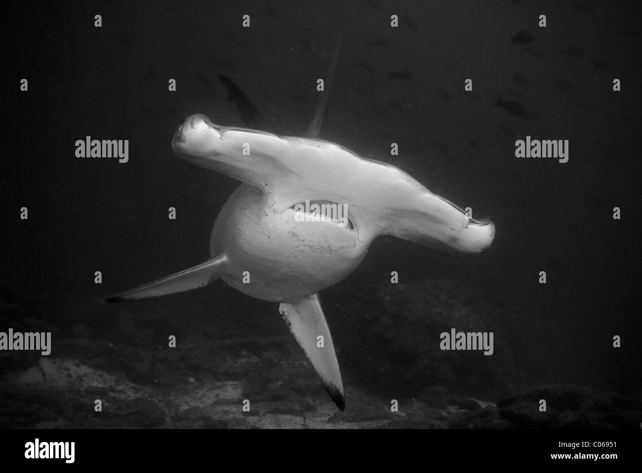 Scalloped hammerhead Shark, Isla de Coco, Costa Rica Stock Photo