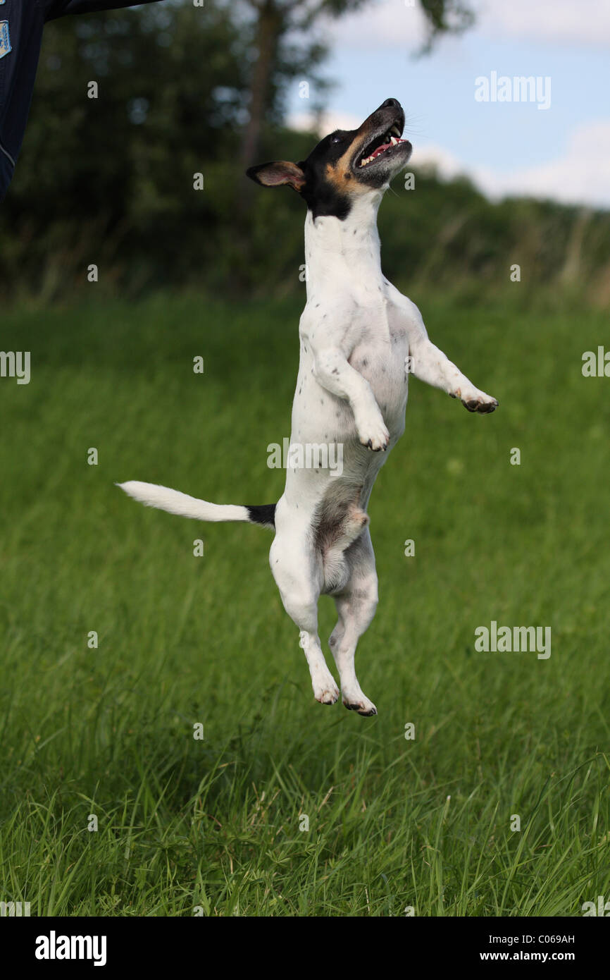 jumping Jack Russell Terrier Stock Photo Alamy