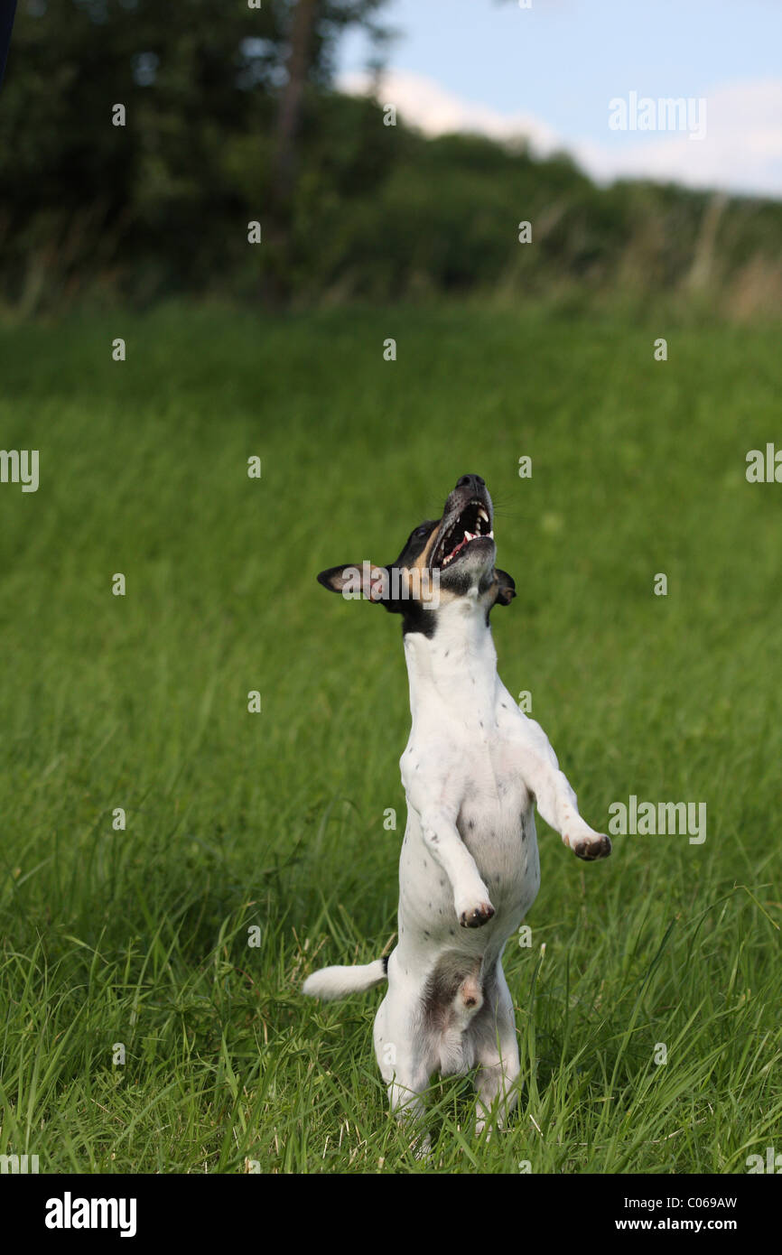 jumping Jack Russell Terrier Stock Photo Alamy