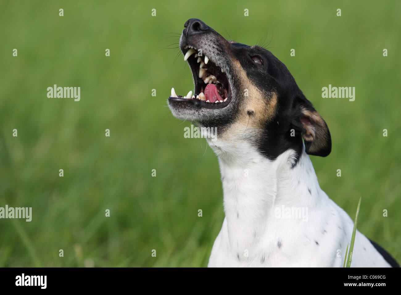 Does Jack Russell Bark A Lot