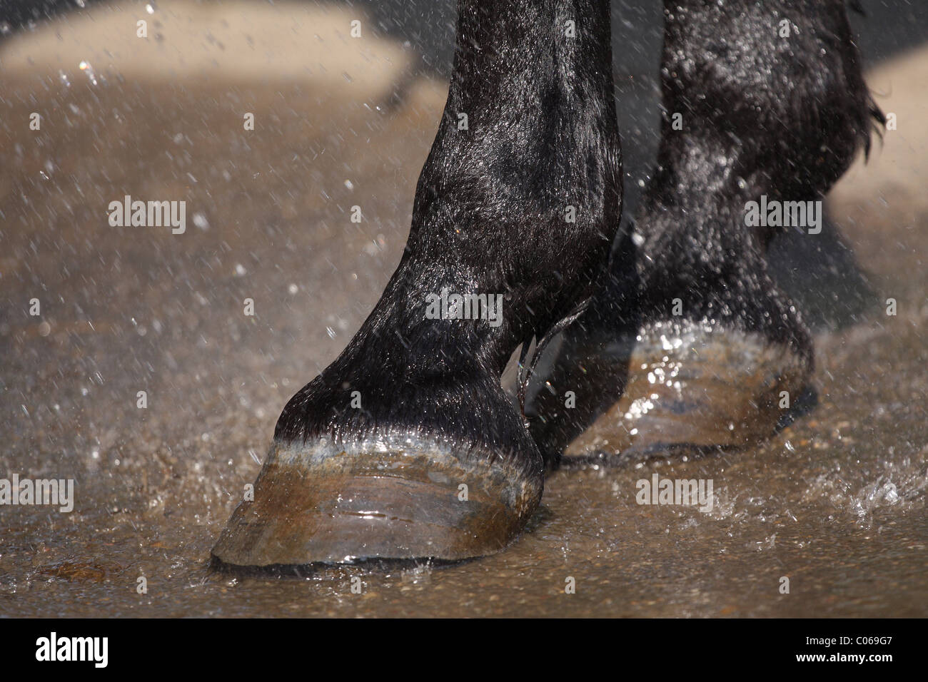 horse hooves Stock Photo