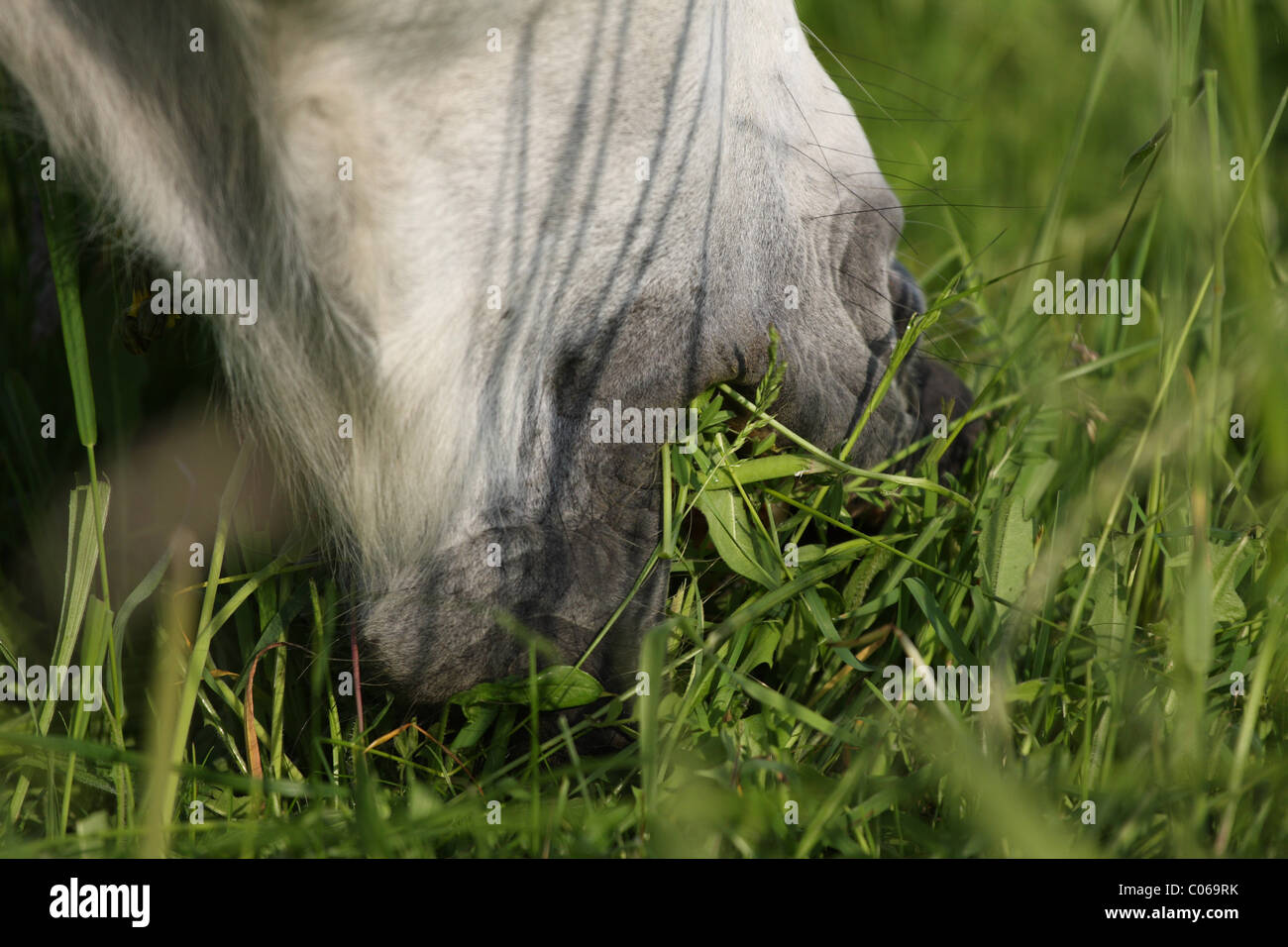 Horse mouth eating grass hires stock photography and images Alamy