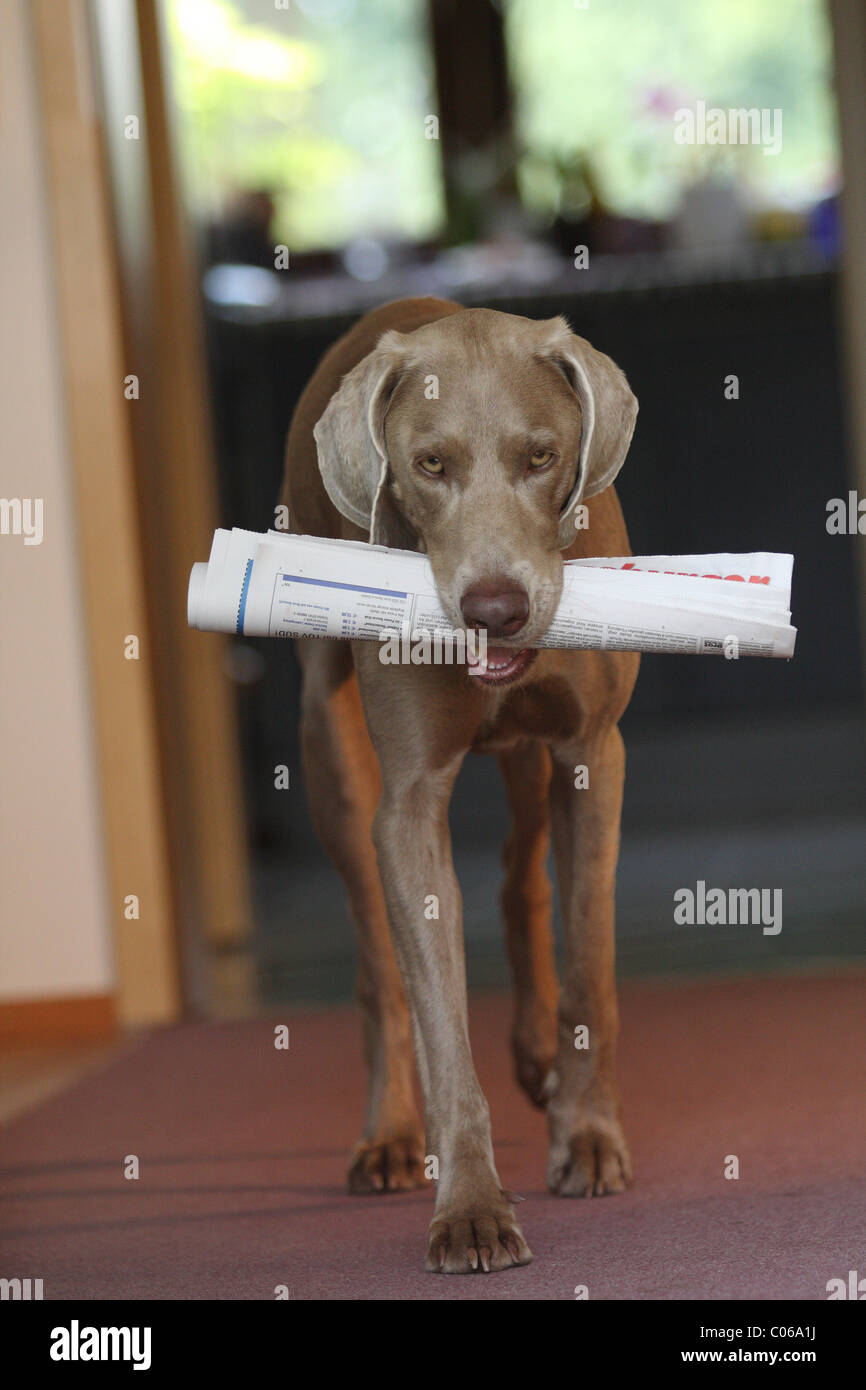 Mailman dog hi-res stock photography and images - Alamy