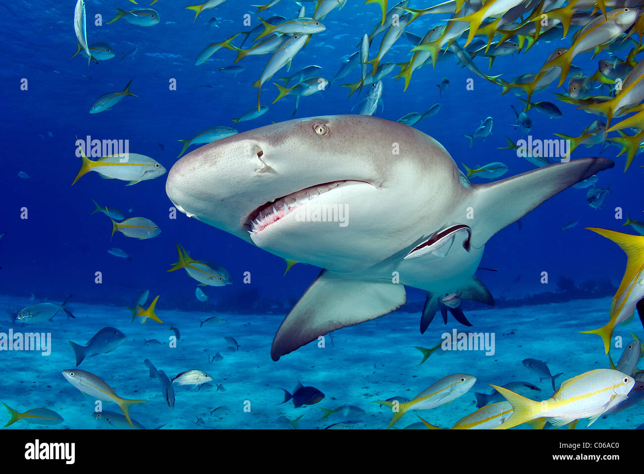 Lemon Shark surrounded by smaller fish, Bahamas Stock Photo