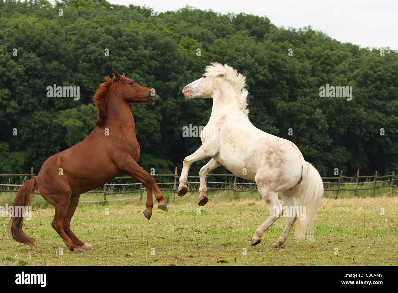 Angry Young Stallion
