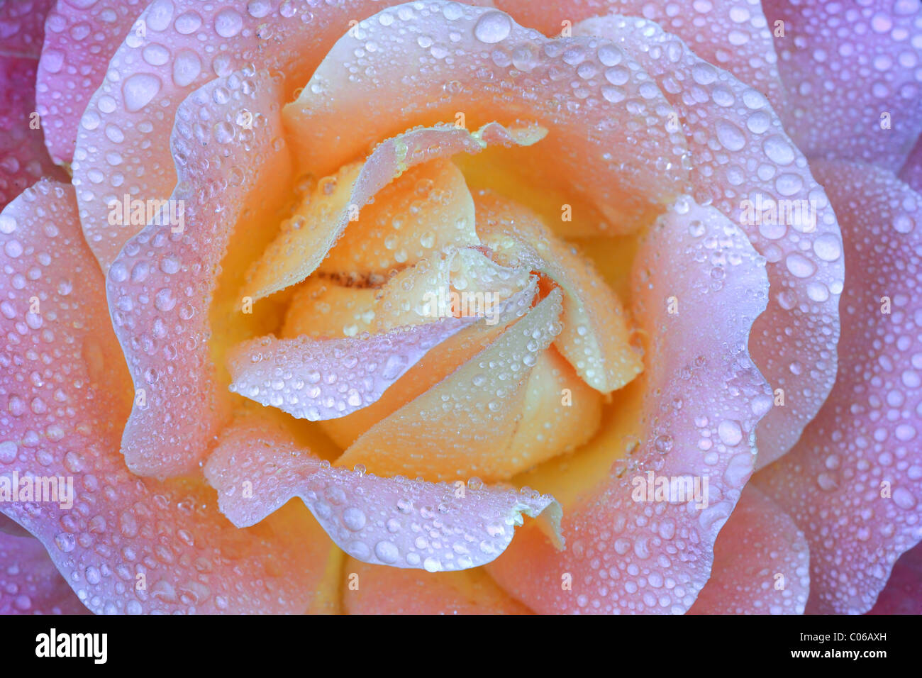 Macro photo from dew hi-res stock photography and images - Alamy