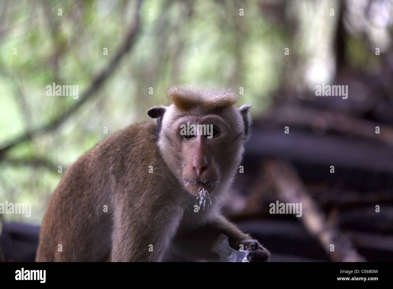 Monkey at Heritance kandalama Hotel, Dambulla, Central Province, Sri Lanka Stock Photo