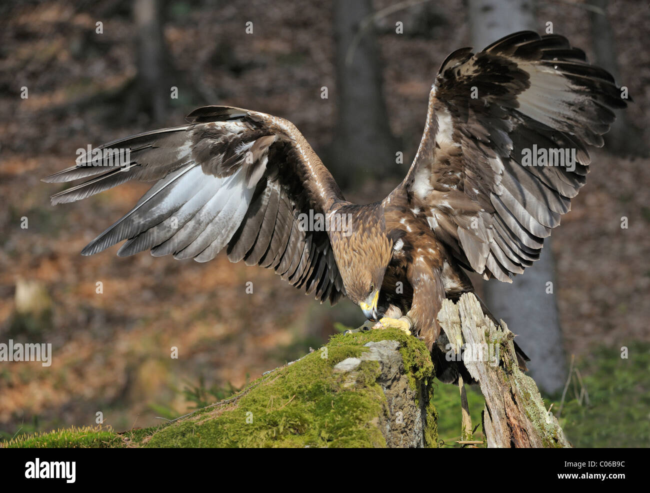Golden eagle (Aquila chrysaetos) on a lookout, Landskron Castle Eagle Park, Carinthia, Austria, Europe Stock Photo