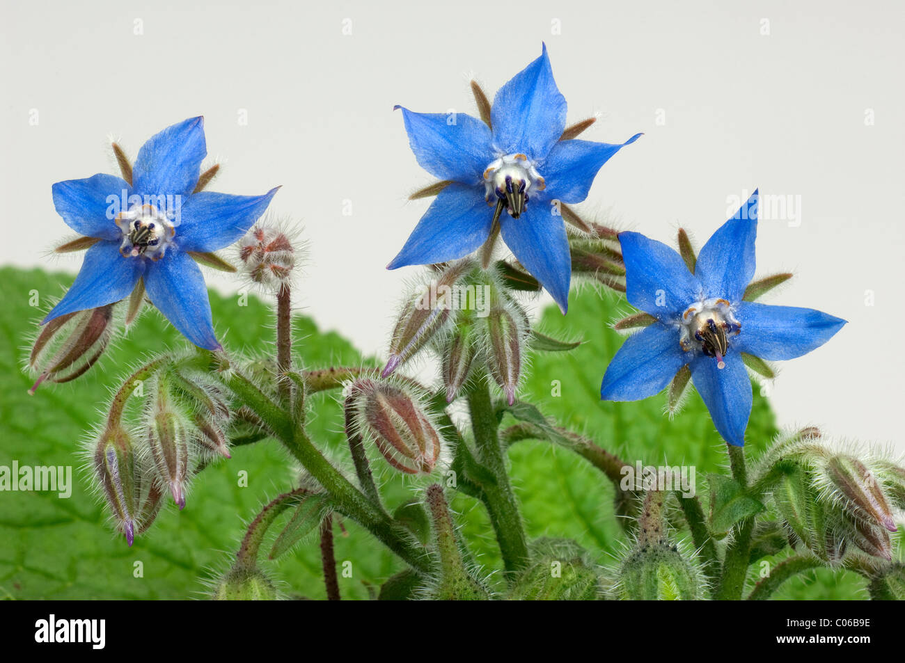 Borage (Borago officinalis), flowers and flower buds. Stock Photo