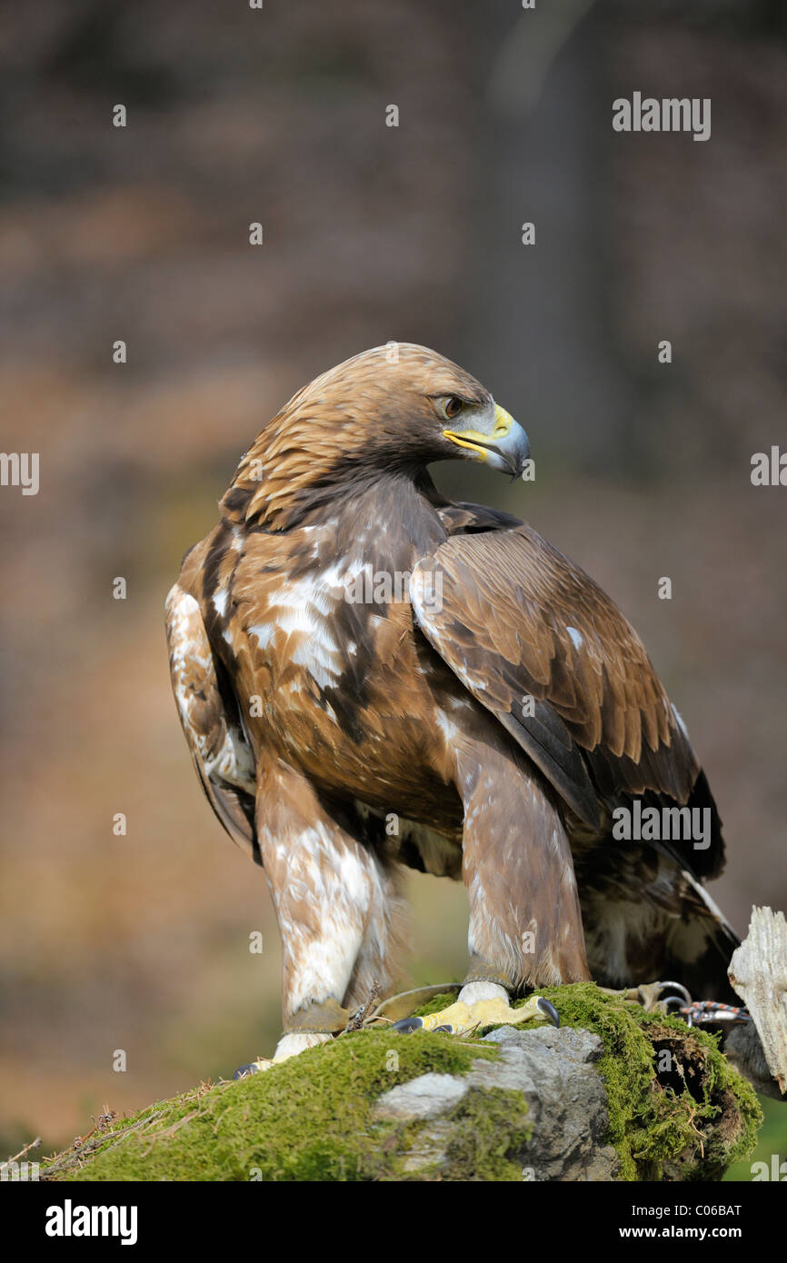 Golden eagle (Aquila chrysaetos) on a lookout, Landskron Castle Eagle Park, Carinthia, Austria, Europe Stock Photo