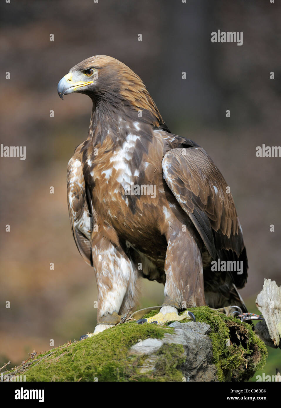 Golden eagle (Aquila chrysaetos) on a lookout, Landskron Castle Eagle Park, Carinthia, Austria, Europe Stock Photo