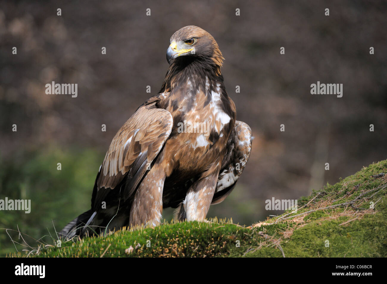 Golden eagle (Aquila chrysaetos) on a lookout, Landskron Castle Eagle Park, Carinthia, Austria, Europe Stock Photo