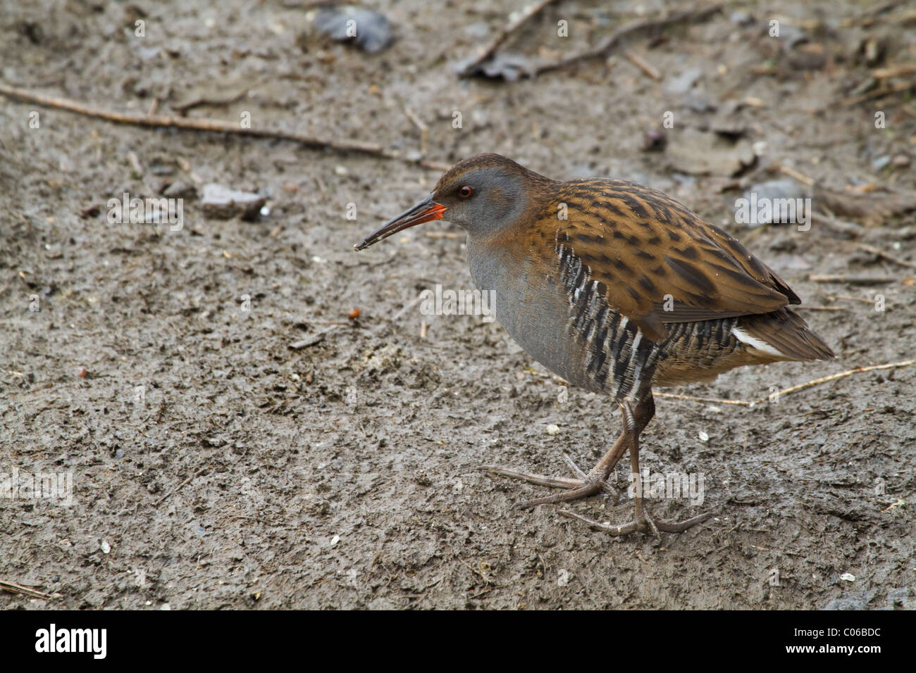 Rallus aquaticus blue hi-res stock photography and images - Alamy