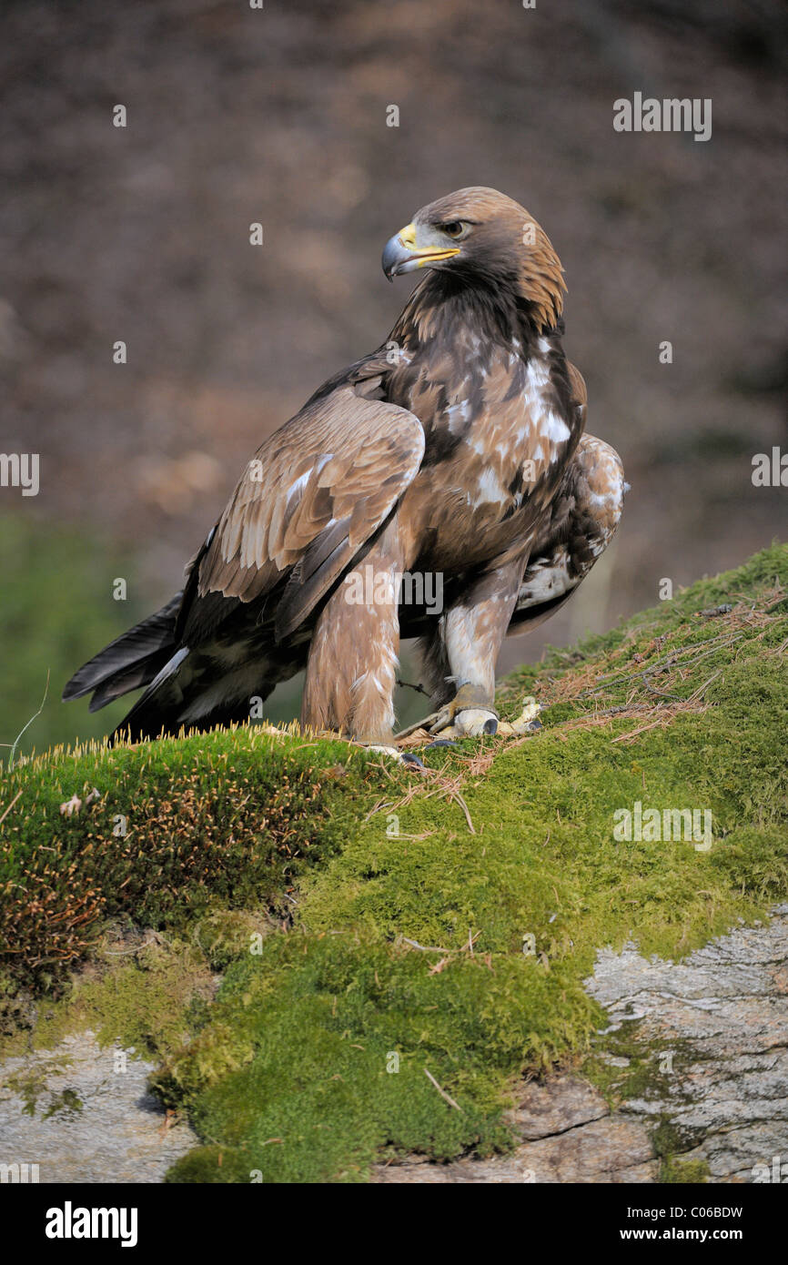 Golden eagle (Aquila chrysaetos) on a lookout, Landskron Castle Eagle Park, Carinthia, Austria, Europe Stock Photo