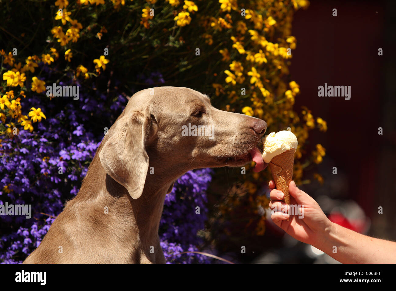 Dogs eating ice cream hires stock photography and images Alamy