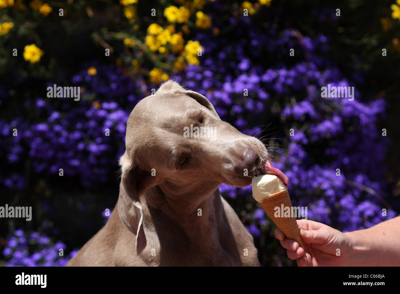 eating ice creaming Stock Photo