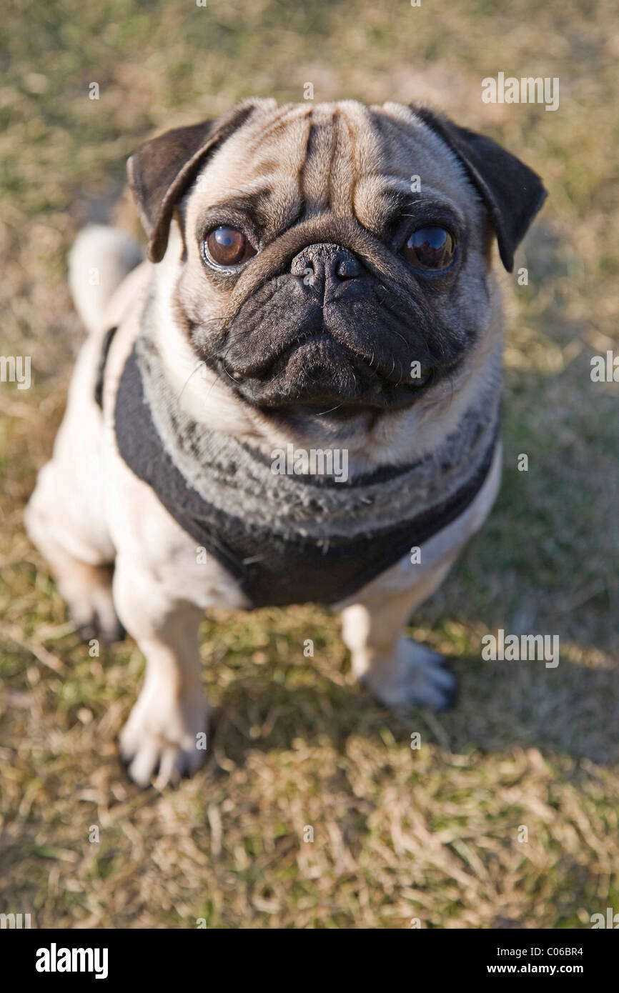 Dog in a harness hi-res stock photography and images - Alamy