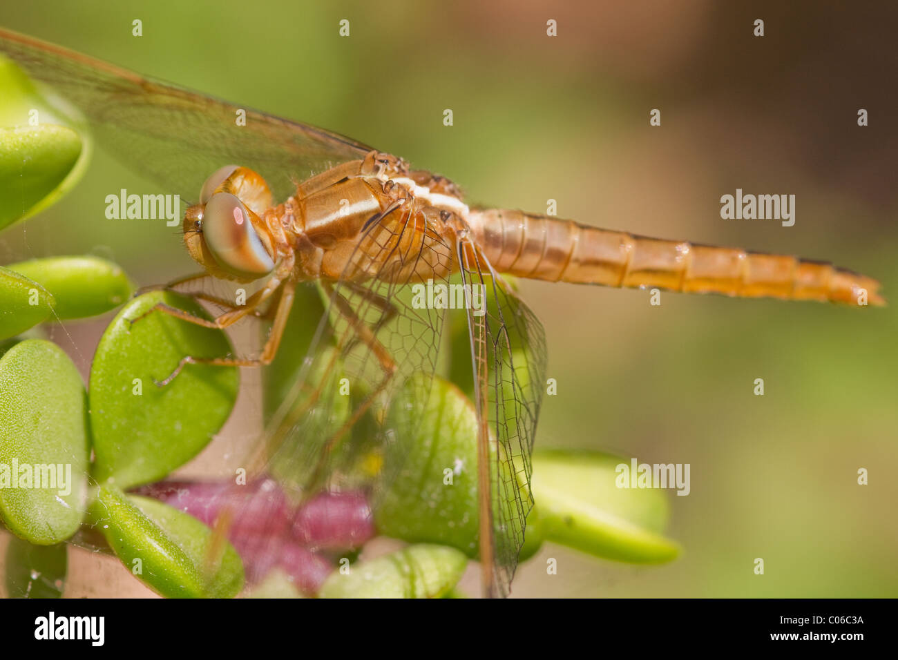 Dragonfly closeup on a plant in the wild Stock Photo - Alamy