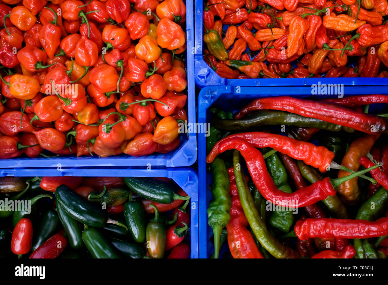 Boxes of hot chilis pictured at the Fiery Foods UK food festival, as park of the Brighton and Hove Food and Drink Festival. Stock Photo