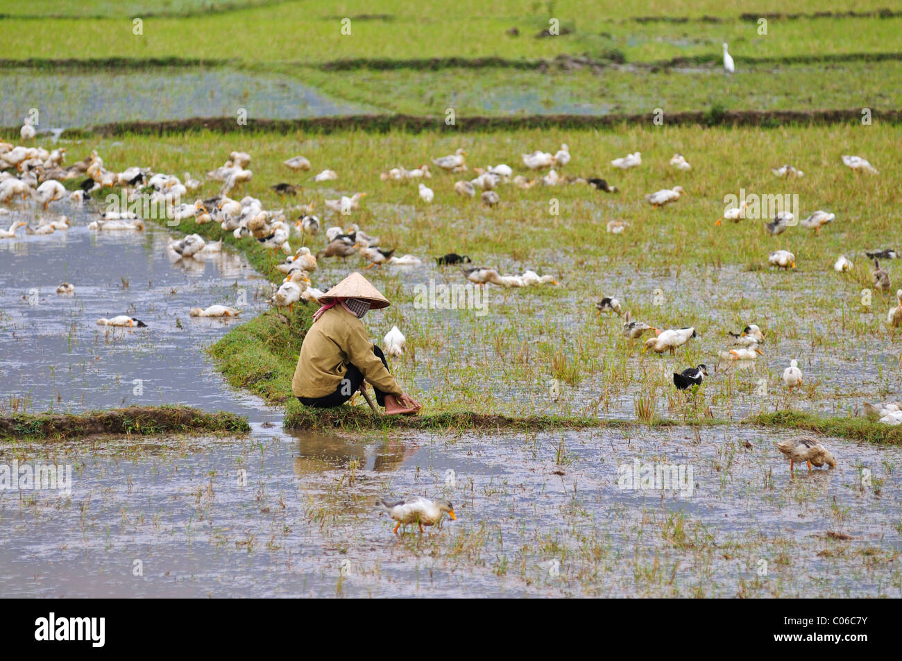 Woman herding ducks at a rice paddy, Vietnam, Asia Stock Photo
