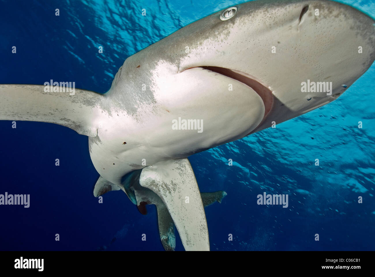 Oceanic whitetip shark, Elphinstone, Egypt Stock Photo