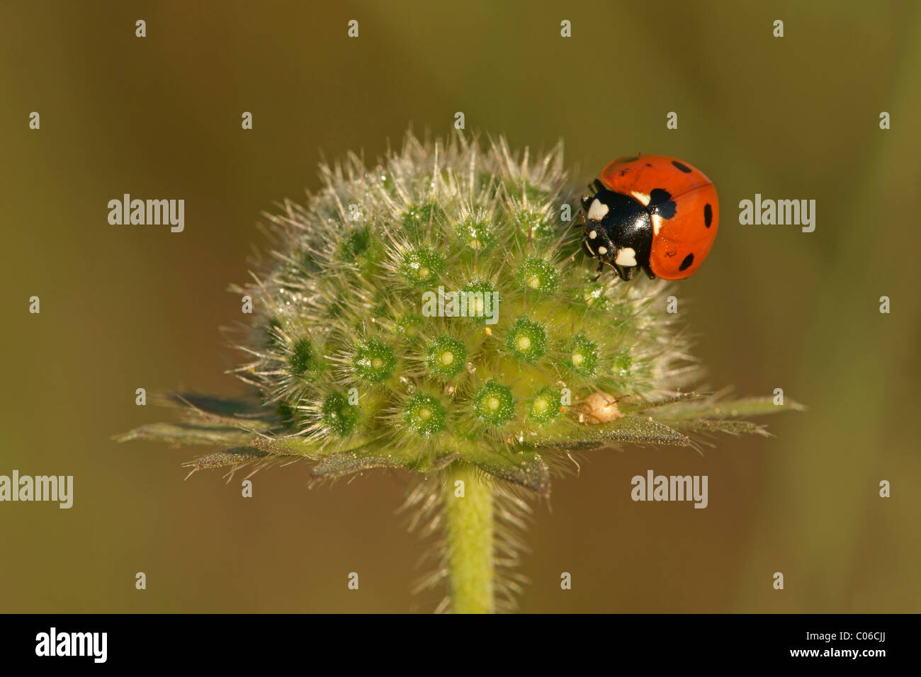 Seven-spot ladybird (Coccinella septempunctata) Stock Photo