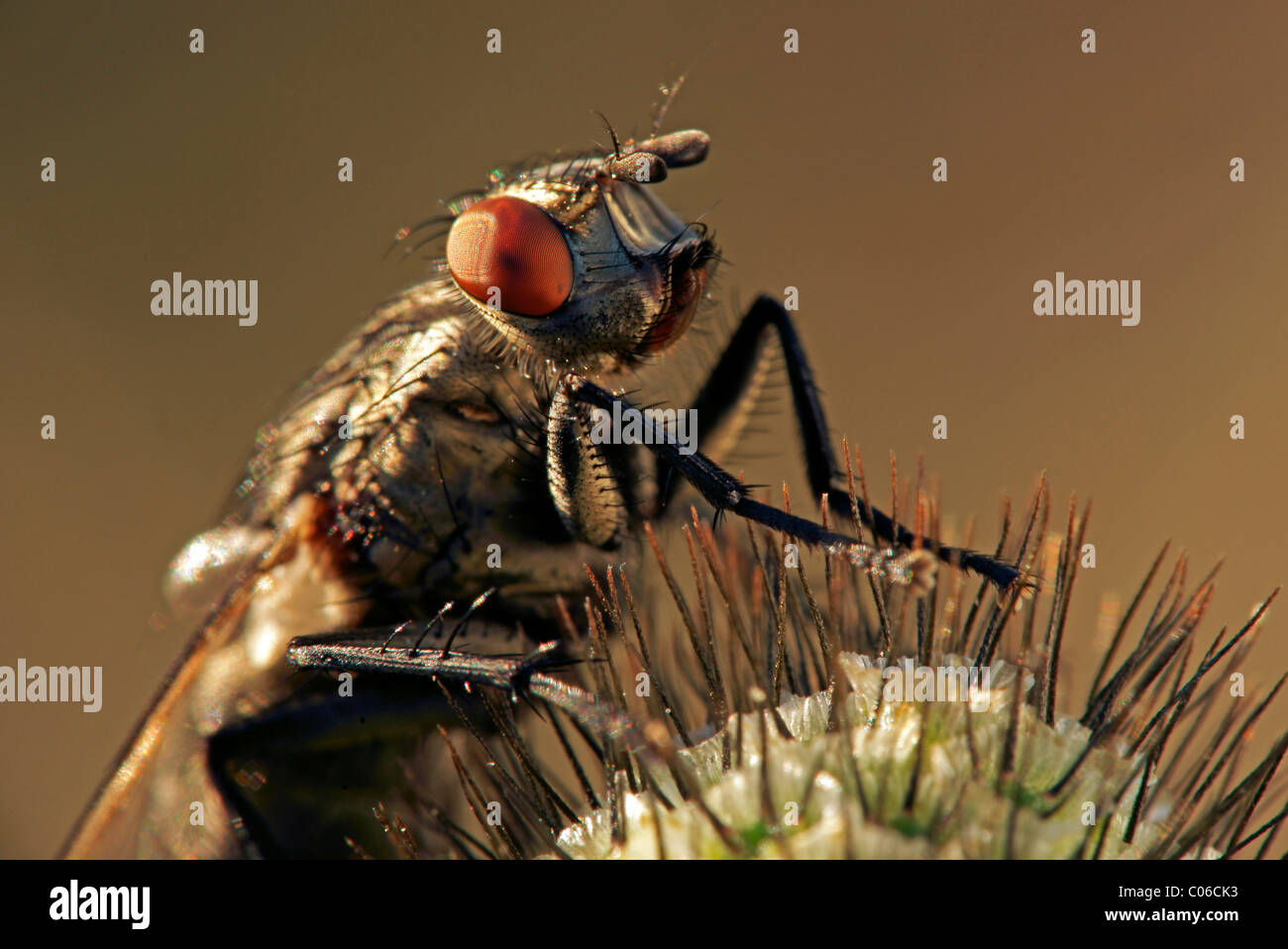 Blowfly (Polenia spec.) Stock Photo
