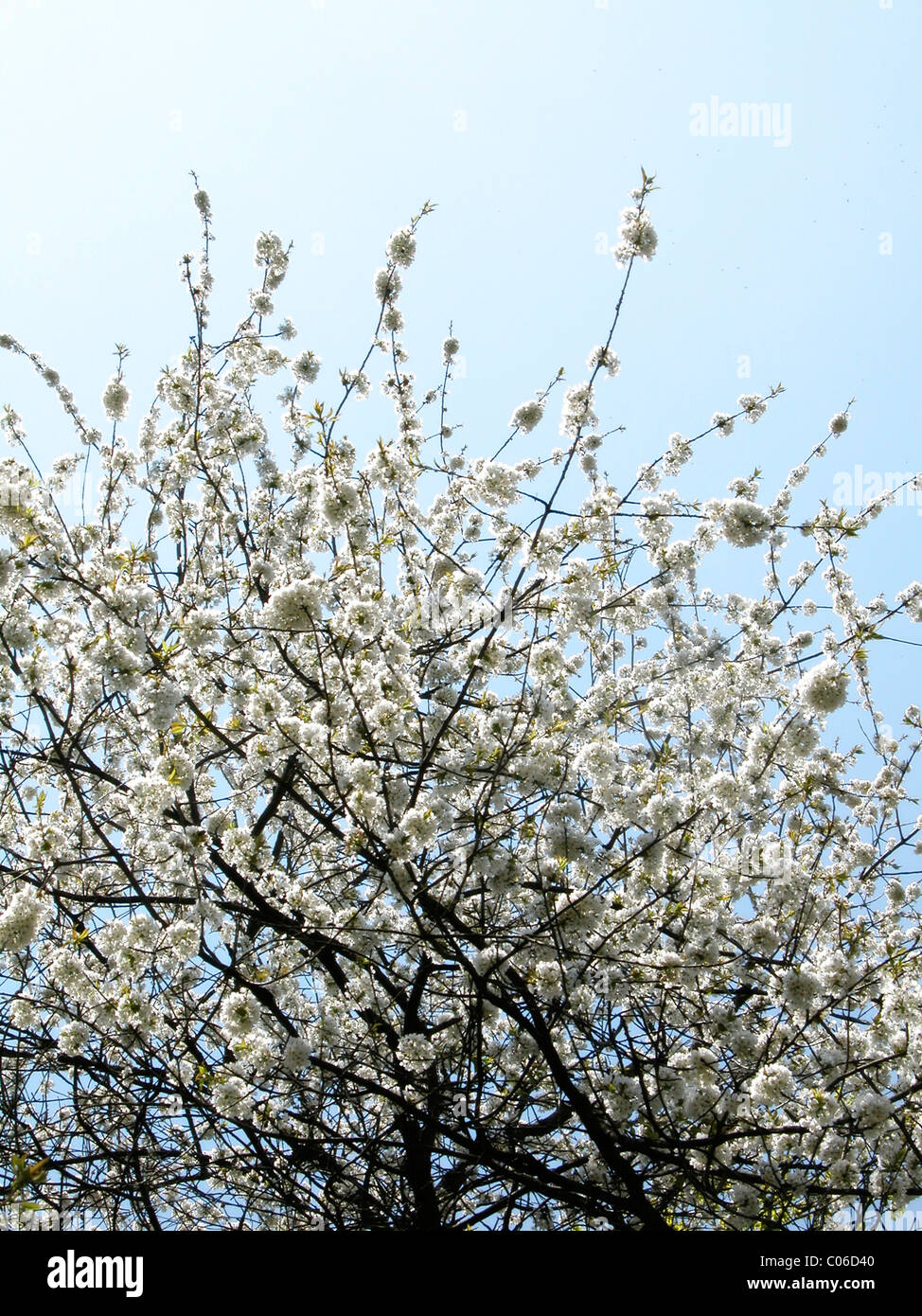 Meadow blooming cherry trees in hi-res stock photography and images - Alamy
