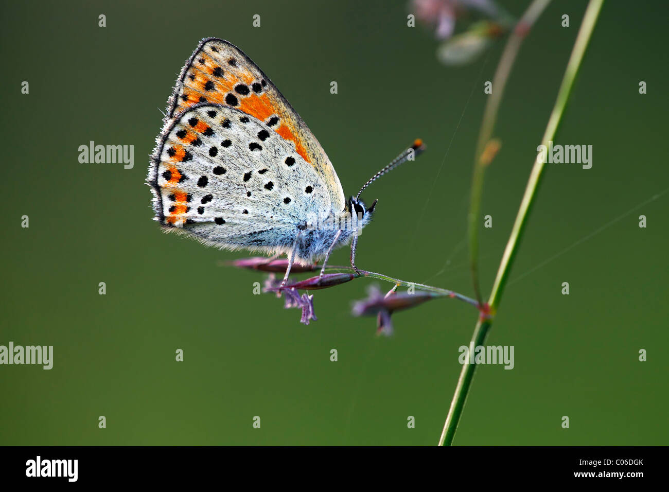 Female Sooty Copper (Lycaena tityrus) (Heodes tityrus) butterfly Stock ...