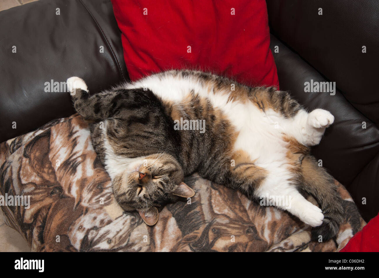 Cat stretched hires stock photography and images Alamy