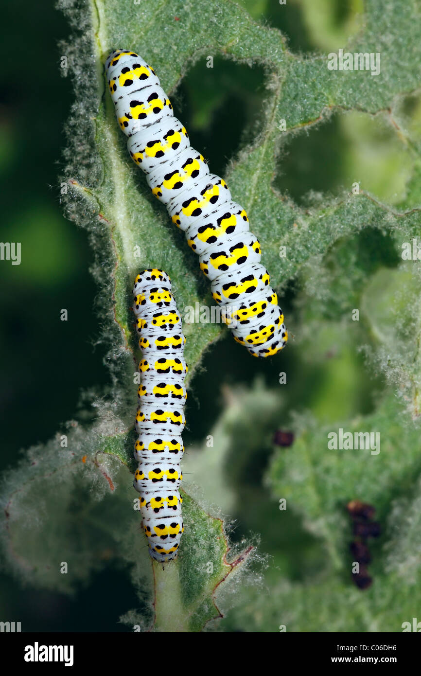 Mullein Moth caterpillars (Cucullia verbasci), noctuid moth feeding on mullein leaves (Verbascum) Stock Photo