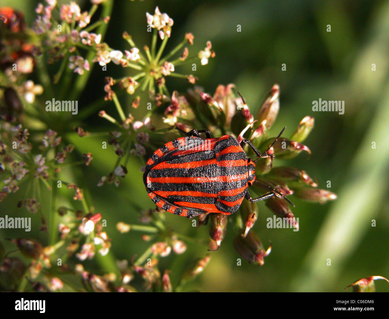 Stiped hi-res stock photography and images - Alamy