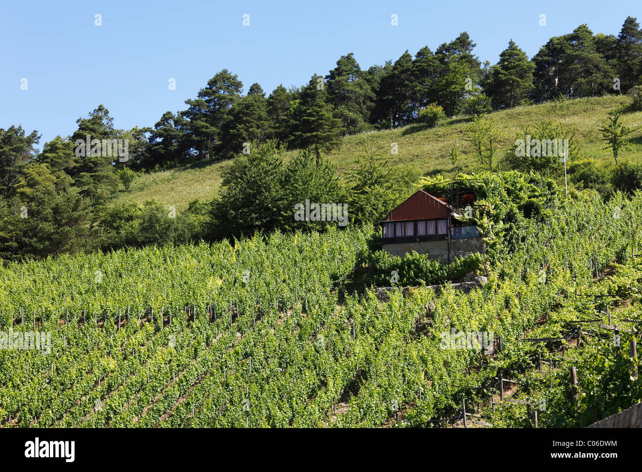 Wine growers' cottage in a vineyard, Benediktusberg near Retzbach, Mainfranken, Lower Franconia, Franconia, Bavaria Stock Photo