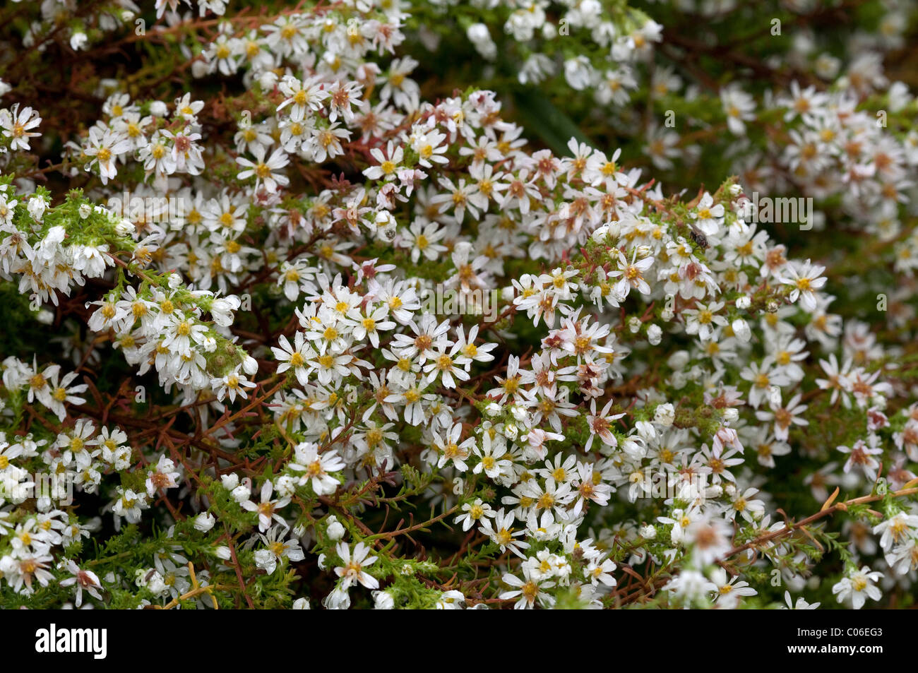 Heath Aster (Aster ericoides Schneegitter, Aster pringlei Schneegitter), flowers. Stock Photo