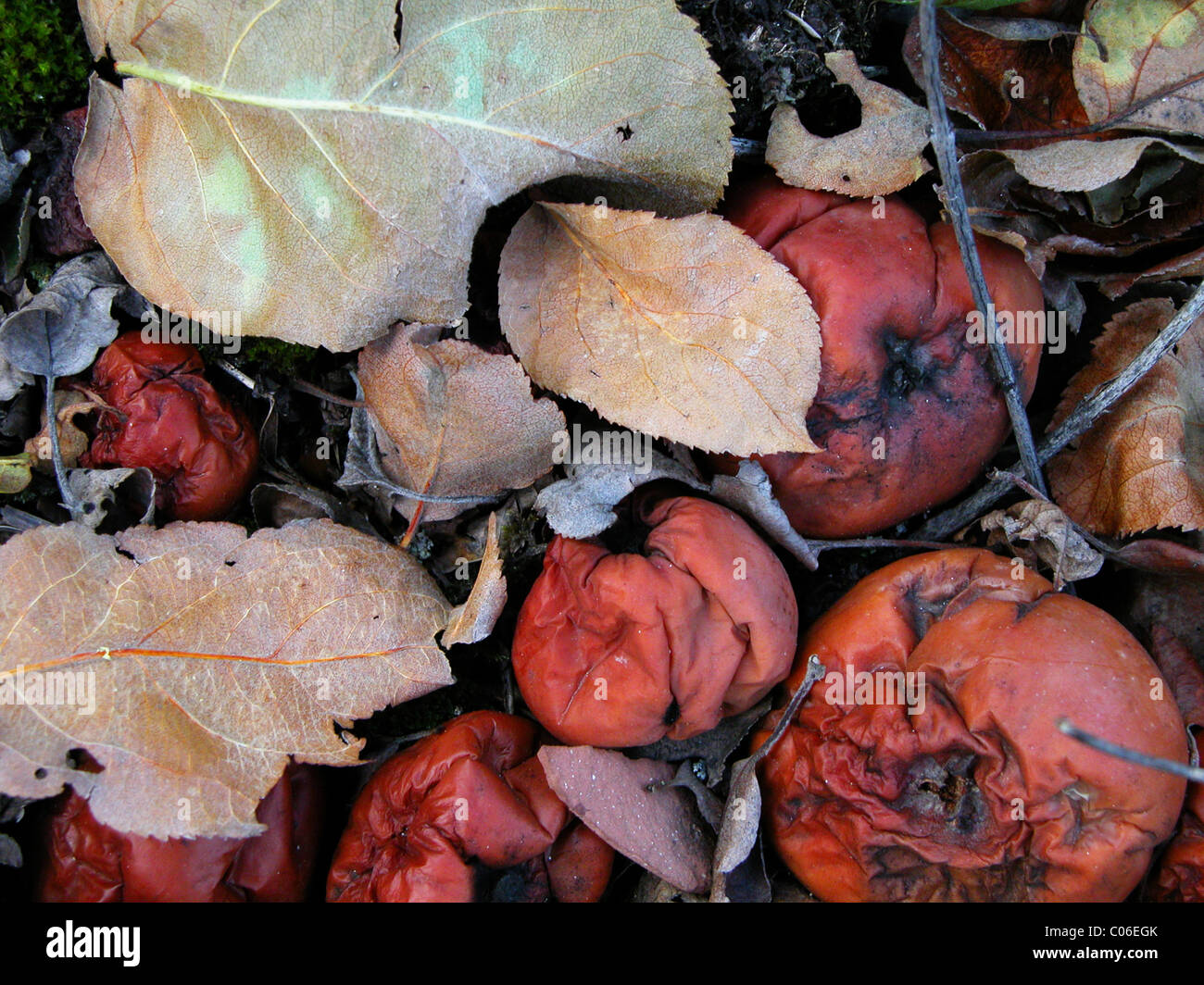 autumn;fall Stock Photo