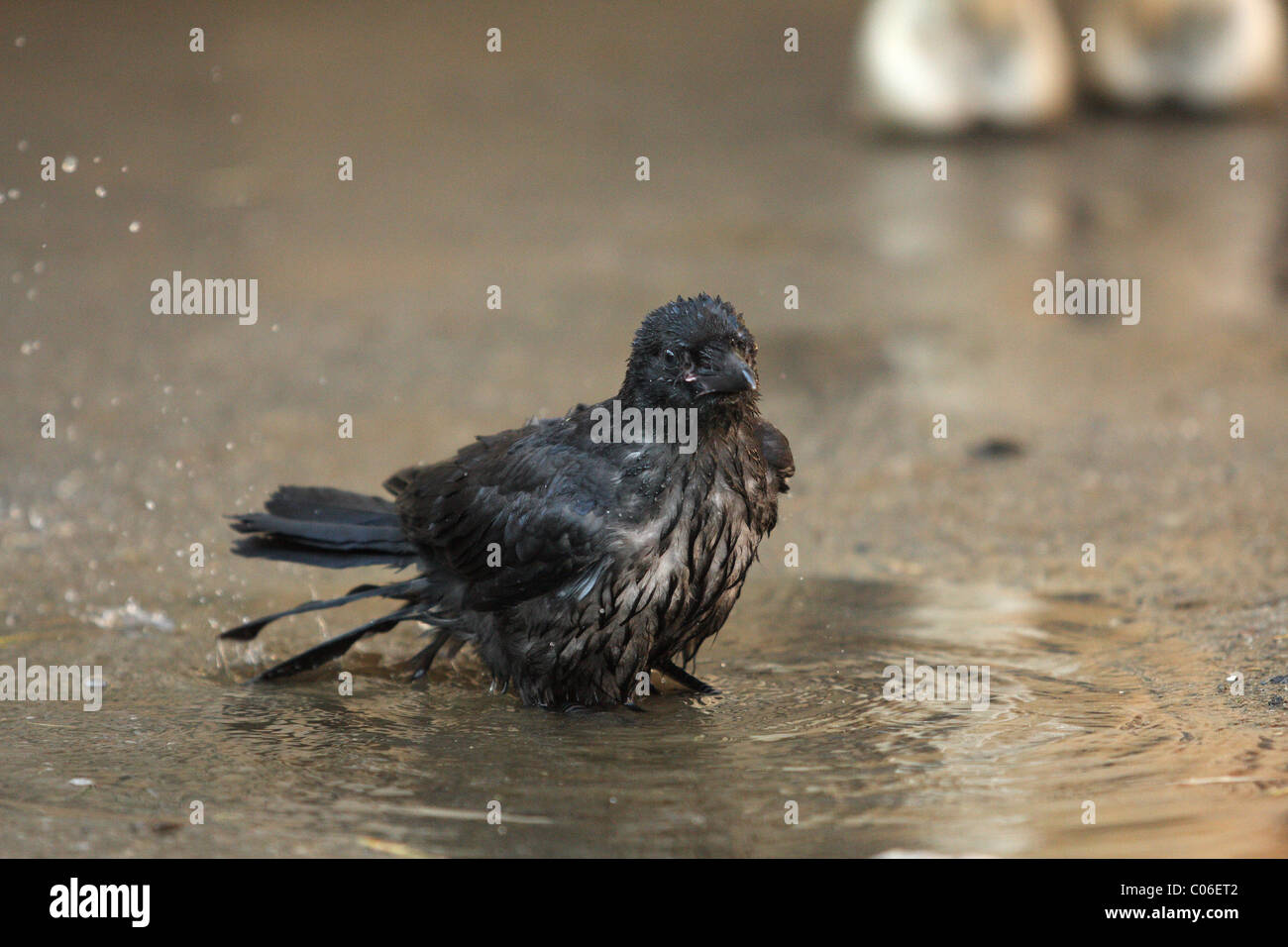 Crows bathing hi-res stock photography and images - Alamy