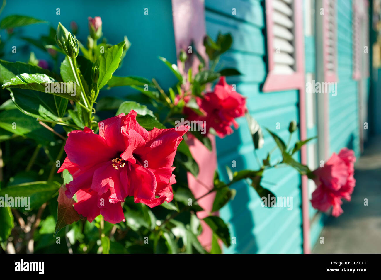 Colorful Flowers and House at Otrabanda, Dominican Republic Stock Photo