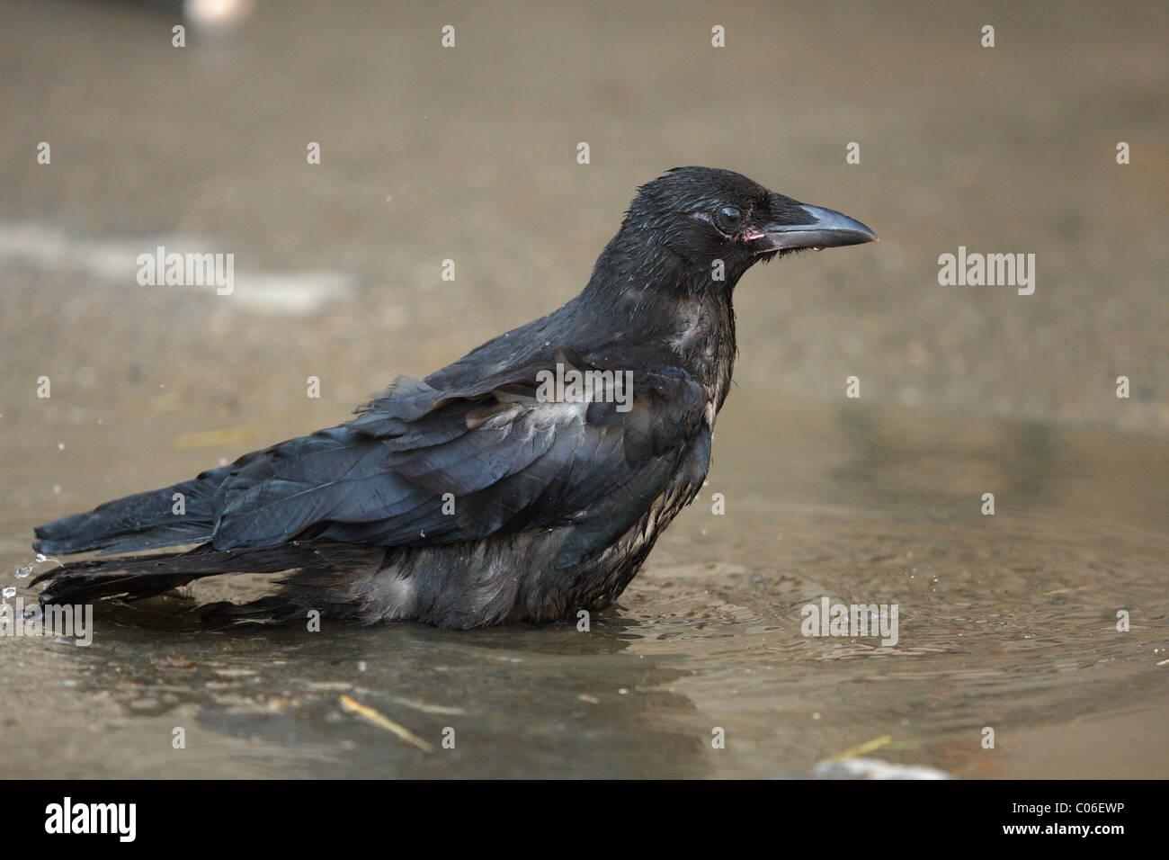 Crows bathing hi-res stock photography and images - Alamy
