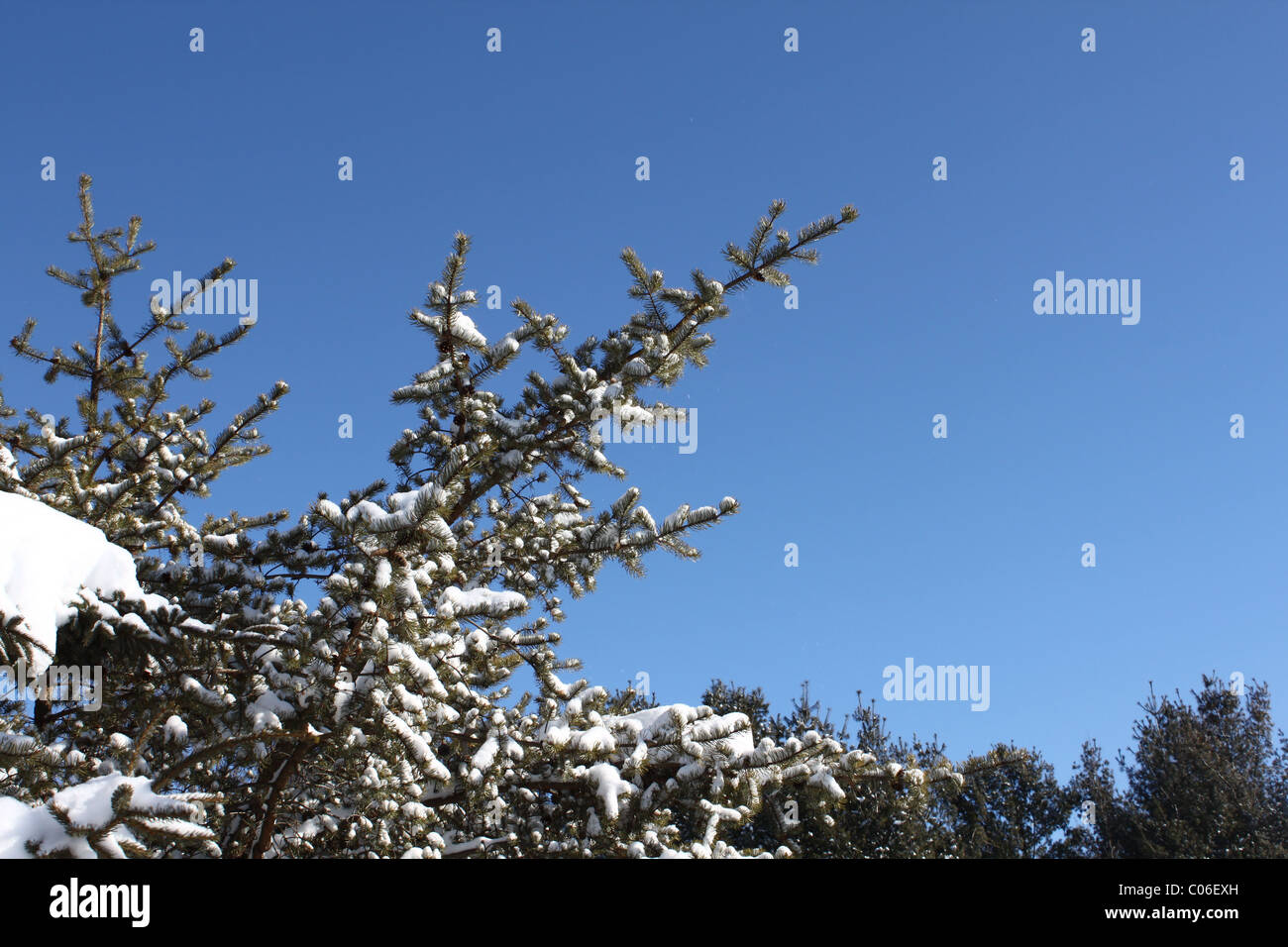 Evergreen branch with blue sky in winter Stock Photo