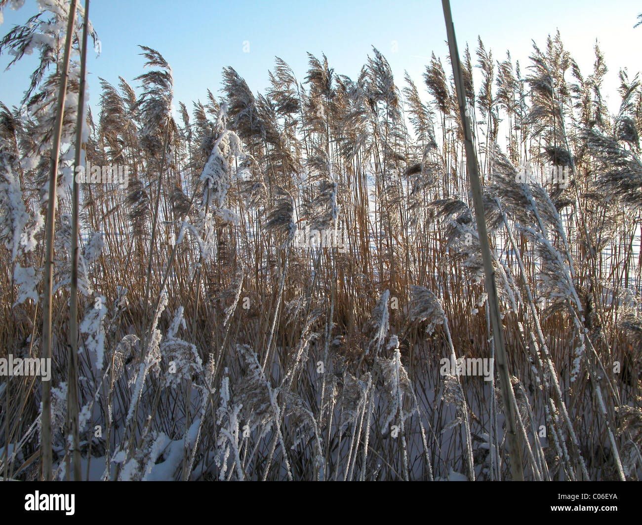 Reeds in winter Stock Photo