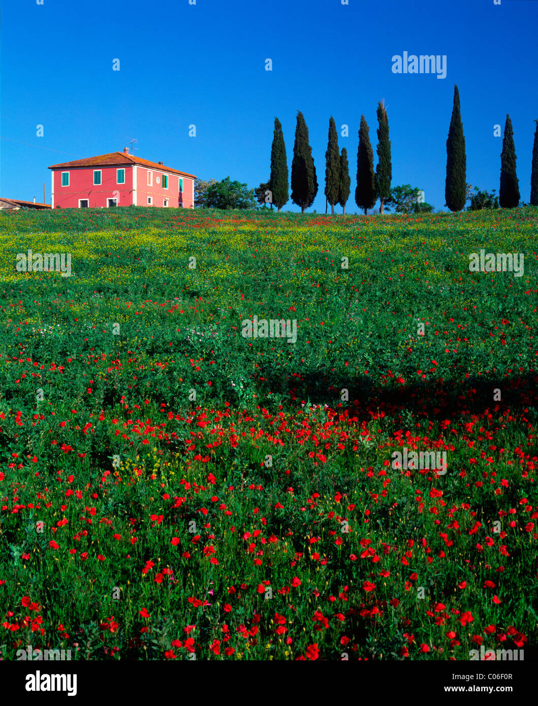 Tuscany farmhouse poppies hi-res stock photography and images - Alamy