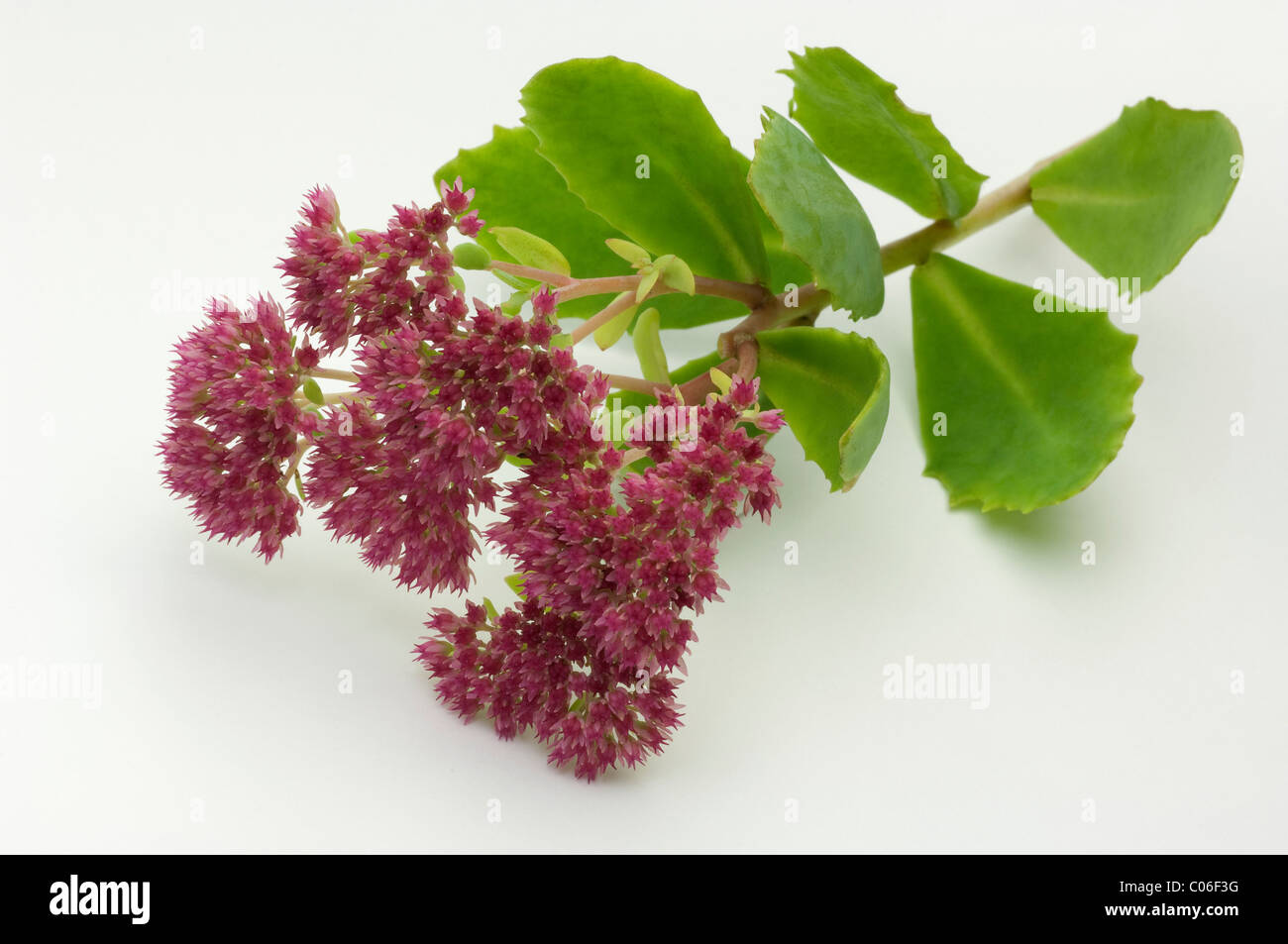 Orpine, Livelong, Witchs Moneybags (Sedum telephium, Hylotelephium telephium), flowering stem Stock Photo