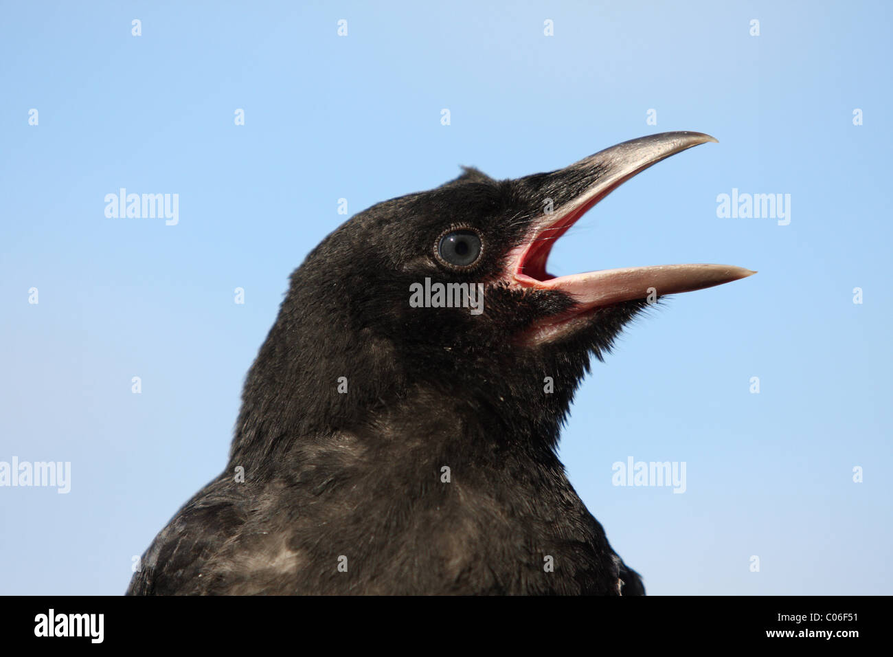 carrion crow portrait Stock Photo