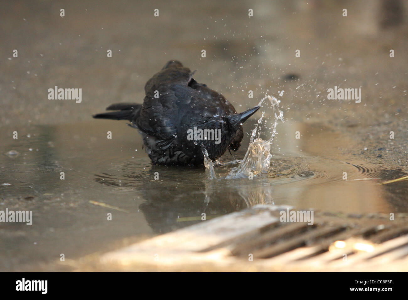 Crows bathing hi-res stock photography and images - Alamy