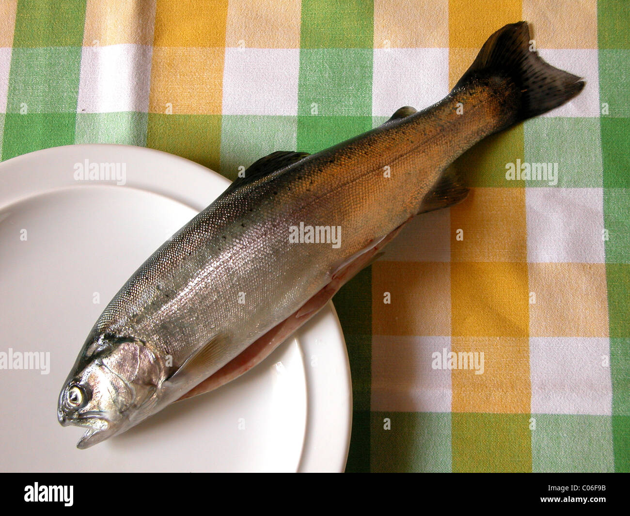 Freshly caught trout Stock Photo