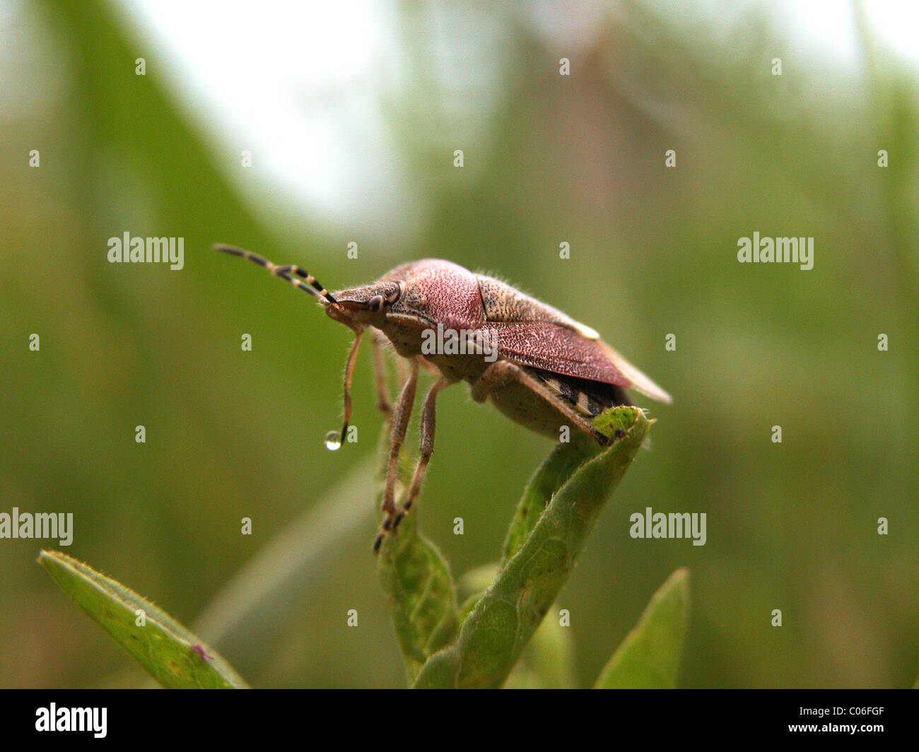 rufous-legged shield bug Stock Photo