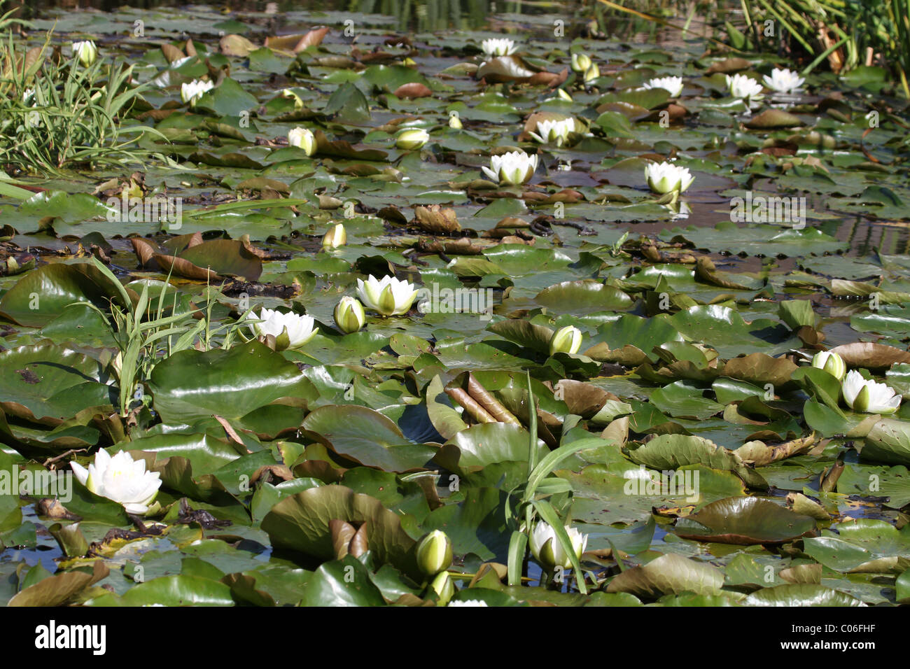 Water Lilys white flowers on the lake Stock Photo - Alamy