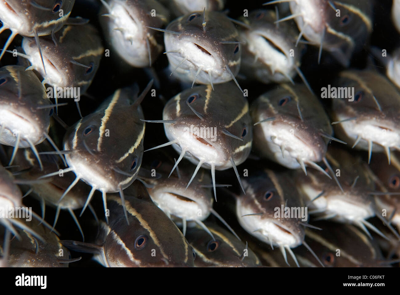 A group of striped catfish, Lembeh Strait, Indonesia Stock Photo