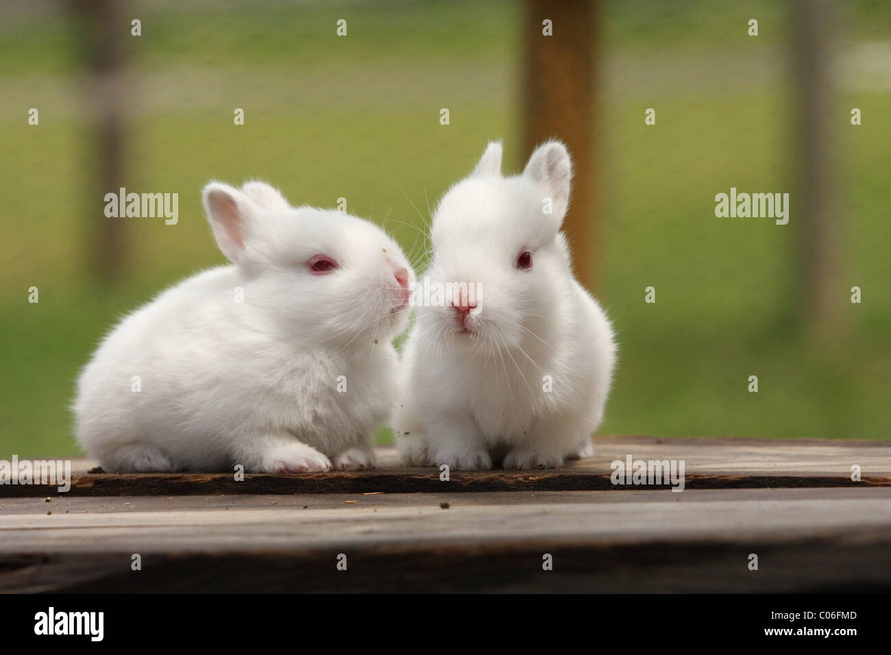 Two Rabbit Alamy Two rabbits hi-res stock photography and images - Alamy